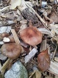 Gymnopus luxurians image