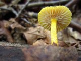 Cyptotrama chrysopepla image