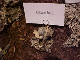 Lobaria hallii image