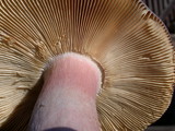 Russula olivacea image