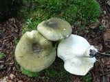 Russula variata image