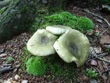 Russula variata image