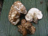 Hypomyces melanocarpus image