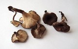 Faerberia carbonaria image