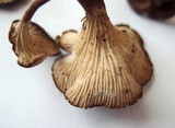Faerberia carbonaria image