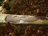 Camillea heterostoma image