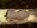 Camillea heterostoma image