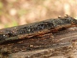 Camillea heterostoma image