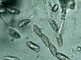 Camillea heterostoma image