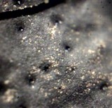 Camillea heterostoma image