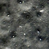 Camillea heterostoma image