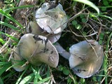 Stropharia aeruginosa image