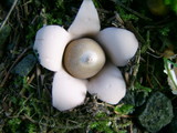 Geaster fimbriatum image