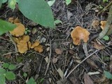 Boletinellus merulioides image