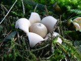 Geaster fimbriatum image