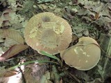 Boletus variipes image