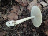 Amanita sect. Vaginatae image