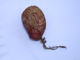 Rhizopogon ochraceorubens image