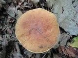 Boletus subglabripes image