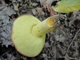 Boletus subglabripes image