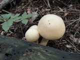Gymnopilus luteus image