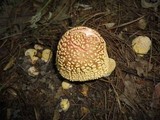 Amanita flavorubens image