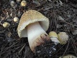 Amanita flavorubens image