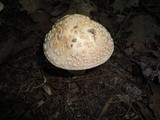 Amanita rubescens var. rubescens image