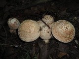 Amanita rubescens var. rubescens image