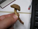 Boletus chrysenteron image