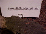 Parmeliella triptophylla image