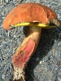 Boletus oliveisporus image