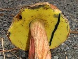 Boletus oliveisporus image