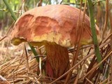 Boletus oliveisporus image