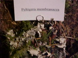 Peltigera membranacea image