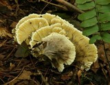 Thelephora vialis image