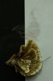 Thelephora vialis image