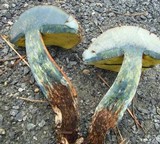Boletus oliveisporus image