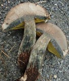Boletus oliveisporus image