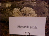 Placopsis gelida image