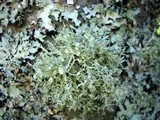 Ramalina americana image