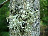 Ramalina americana image