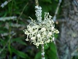 Ramalina americana image