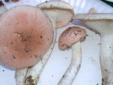 Hygrophorus pudorinus image