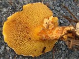 Suillus decipiens image