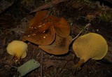 Boletinellus merulioides image