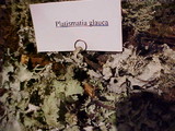 Platismatia glauca image