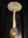 Amanita mutabilis image