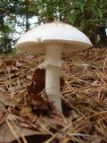 Amanita mutabilis image
