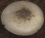 Amanita mutabilis image